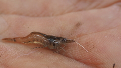 Caridina indistincta