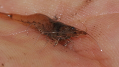Caridina indistincta