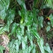 Philodendron curvilobum - Photo (c) Marcos Mortara, some rights reserved (CC BY-NC), uploaded by Marcos Mortara