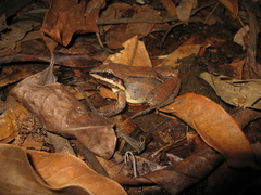 Leptodactylus watu