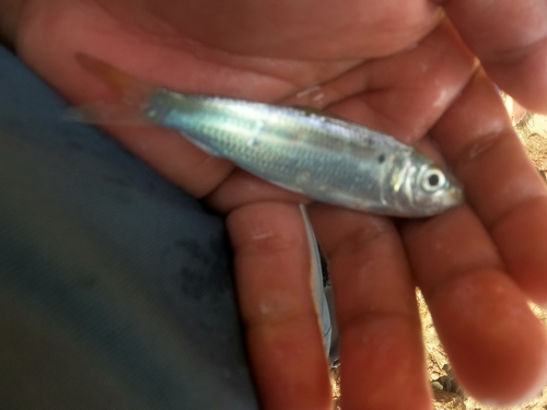 Pacific Piquitinga