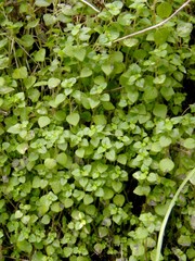 Parietaria lusitanica