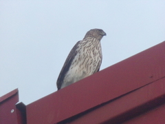 Accipiter cooperii