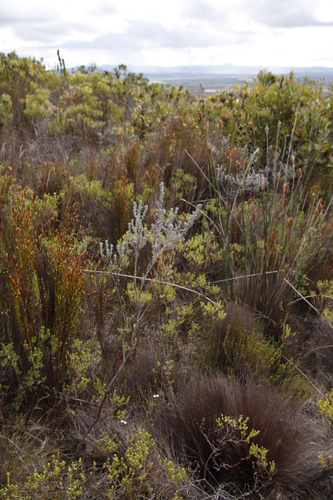 Image of Indigofera pillansii by (c) Tony Rebelo, some rights reserved (CC BY-SA)