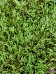 Tortella flavovirens