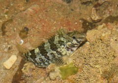 Delalande Blenny photo 3