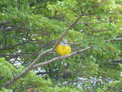 Phrygilus