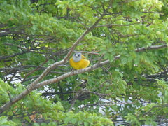 Phrygilus