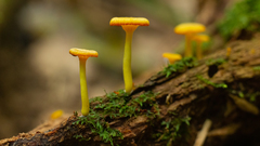 Marasmius rhyssophyllus