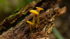Marasmius rhyssophyllus