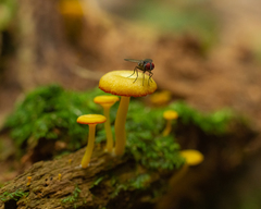 Marasmius rhyssophyllus