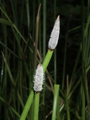 Eleocharis elegans