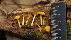 Marasmius rhyssophyllus