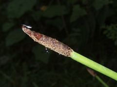 Eleocharis elegans