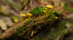 Marasmius rhyssophyllus