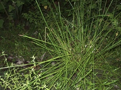Eleocharis elegans