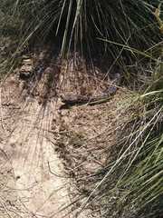 Boa constrictor occidentalis