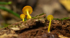 Marasmius rhyssophyllus