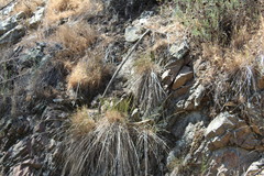 Melica imperfecta