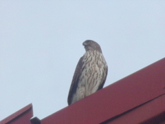Accipiter cooperii