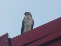 Accipiter cooperii
