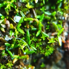 Aloina aloides