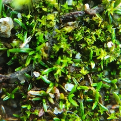 Aloina aloides