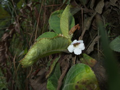 Nautilocalyx ecuadoranus