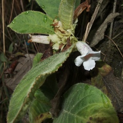 Nautilocalyx ecuadoranus