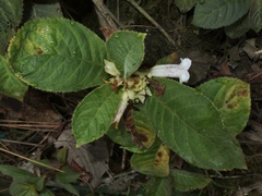 Nautilocalyx ecuadoranus