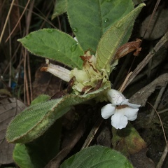 Nautilocalyx ecuadoranus