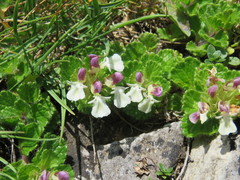 Teucrium pyrenaicum pyrenaicum
