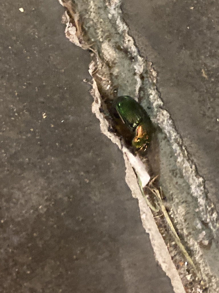 Burrowing Dung Beetles from N Cranberry Blvd, North Port, FL, US on ...