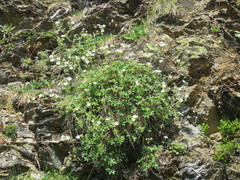 Potentilla alchimilloides