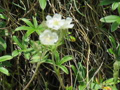 Potentilla alchimilloides