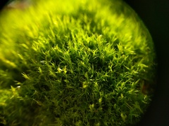 Flexitrichum flexicaule