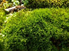 Flexitrichum flexicaule