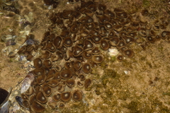 Palythoa grandiflora