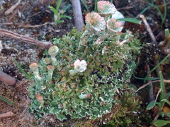 Cladonia pocillum