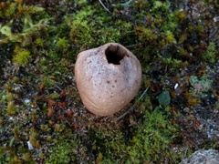 Lycoperdon lividum