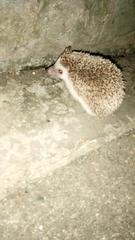 Atelerix