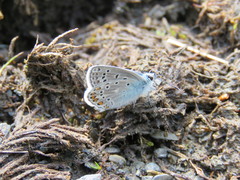 Polyommatus eros
