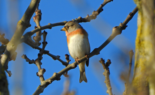 Pinzón real (Fringilla montifringilla)