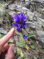 Campanula glomerata glomerata