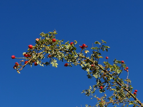 Mediterranean rose (Rosa sicula)