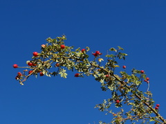 Rosa sicula