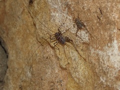 Amphiacusta tijicohniae