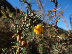 Berberis empetrifolia