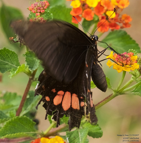 Ruby-spotted Swallowtail photo 5