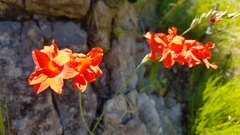 Gladiolus nerineoides